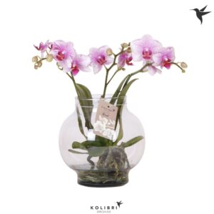 Phalaenopsis other pink (enkele ta Roots pink in Glas bowl transparant
(2 Plants/Order)(16cmP 50cmH)