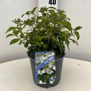 Viburnum plicatum Watanabe
(1 Plants/Order)(19cmP 40cmH)