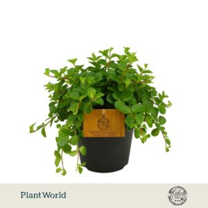 Peperomia rotundifolia
(4 Plants/Order)(12cmP 20cmH)
