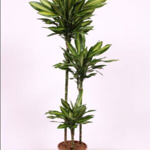 Dracaena Silindo 90-60-30
(1 Plants/Order)(24cmP 150cmH)