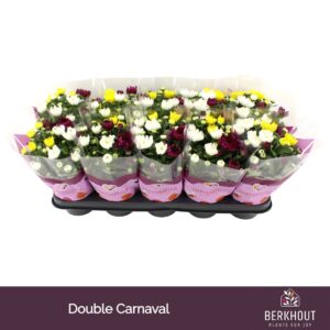 Chrysanthemum Carnaval Double
(10 Plants/Order)(12cmP 26cmH)