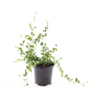 Vinca minor Atropurpurea
(8 Plants/Order)(14cmP 25cmH)