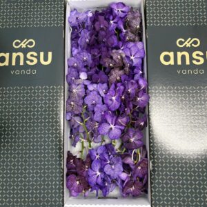 Vanda per spike mixed Vanda Purple mix X16
(16 Plants/Order)(cmP 25cmH)