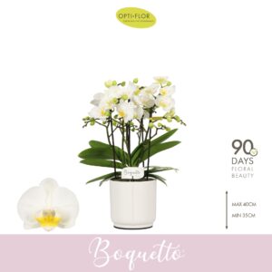 Phalaenopsis Multiflora Boquetto Innocent 3-5 spike in Lazio White
(6 Plants/Order)(12cmP 35cmH)