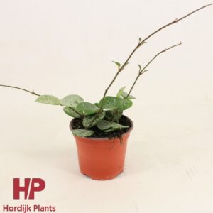Hoya Mathilde Hoya Mathilde Splash P9
(12 Plants/Order)(9cmP 20cmH)