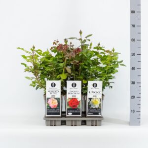 Rosa other pink Classics Big Headed (TH) mix, C3
(6 Plants/Order)(17cmP 35cmH)