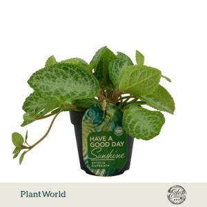 Episcia cupreata Minty Imp
(4 Plants/Order)(12cmP 10cmH)