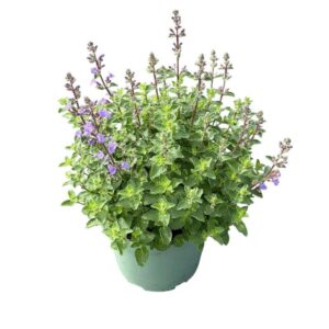 Nepeta Purrsian Blue'
(1 Plants/Order)(17cmP 40cmH)
