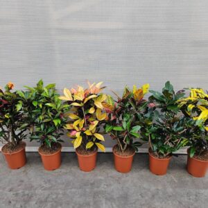 Codiaeum Codiaeum mix (Croton)
(10 Plants/Order)(27cmP 110cmH)