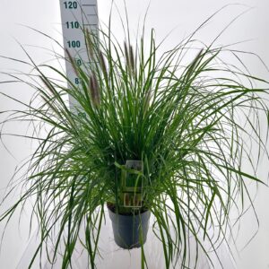 Pennisetum alopecuroides Viridescens'
(1 Plants/Order)(23cmP 100cmH)