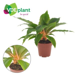 Tradescantia Sitara Chlorophytum Fire Flash 12cm
(8 Plants/Order)(12cmP 25cmH)