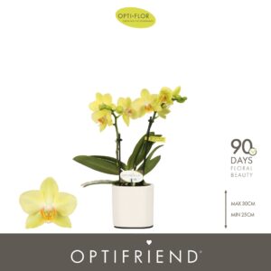 Phalaenopsis Multiflora Optifriend Vayenne 2 spike in Piemonte White
(6 Plants/Order)(7cmP 25cmH)