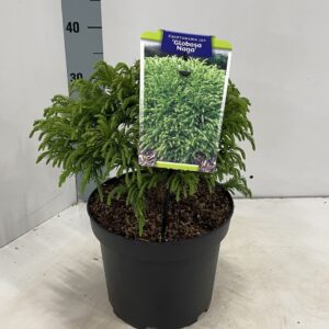 Cryptomeria Globosa Nana j.
(1 Plants/Order)(23cmP 35cmH)