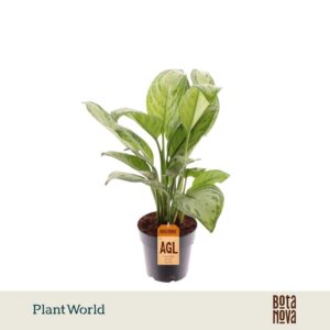 Aglaonema Maria Christina
(7 Plants/Order)(14cmP 40cmH)