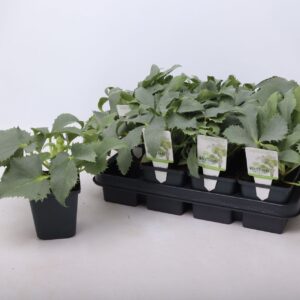 Helleborus argutifolius Silver Lace' 9 cm
(12 Plants/Order)(9cmP 20cmH)