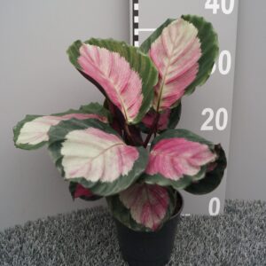 Calathea roseopicta Rosy
(6 Plants/Order)(12cmP 35cmH)