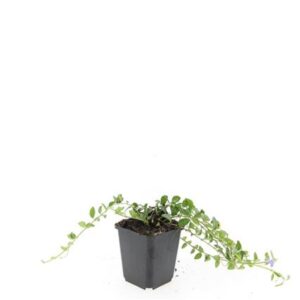 Vinca minor La Grave
(12 Plants/Order)(9cmP 15cmH)