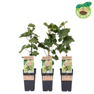 Vitis Bianca vinifera P15
(10 Plants/Order)(15cmP 50cmH)