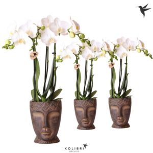 Phalaenopsis Multiflora white 3 spike in Totem Mask Pot
(7 Plants/Order)(9cmP 40cmH)