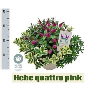 Hebe Queen Kiwi Quatro mixed in p Queen Hebe Mixpot Quattro PINK P23
(1 Plants/Order)(23cmP 40cmH)