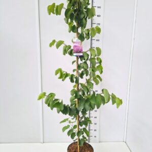 Cercis canadensis Cercis can. 'Bodnant' 175-200C12
(1 Plants/Order)(30cmP 200cmH)