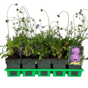 Scabiosa Butterfly Blue columbaria P11
(10 Plants/Order)(11cmP 25cmH)