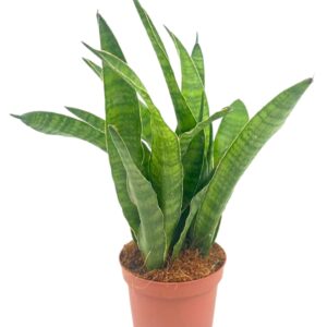Sansevieria zeylanica Greenline line 9 cm
(18 Plants/Order)(9cmP 25cmH)