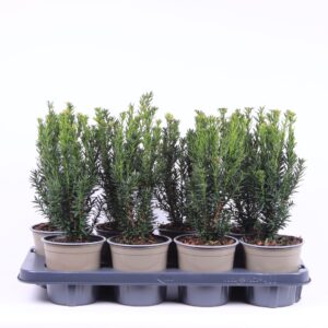 Taxus media Hillii
(6 Plants/Order)(13cmP 40cmH)