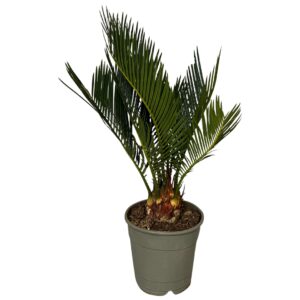 Cycas revoluta 6-9 Feathers
(10 Plants/Order)(12cmP 40cmH)