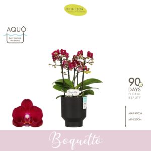 Phalaenopsis Multiflora Boquetto Temptation 3-5 spike in Emilia Dark Brown Aquo
(6 Plants/Order)(12cmP 35cmH)