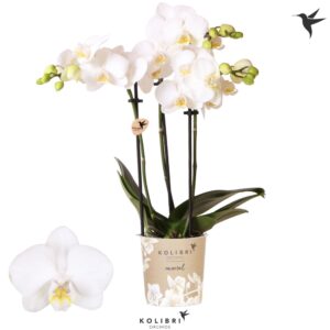 Phalaenopsis Multifl. typ Floriclon Alaska 3 spike
(12 Plants/Order)(9cmP 40cmH)
