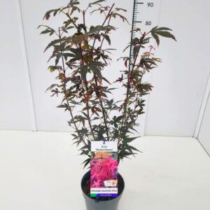Acer palmatum Skeeters Broom Skeeter's Broom' 60-80C3
(1 Plants/Order)(19cmP 60cmH)
