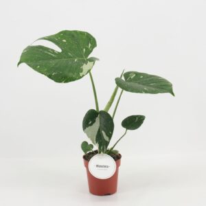 Monstera deliciosa Thai Constellati Monstera Thai Constellation B - Grade
(8 Plants/Order)(12cmP 45cmH)