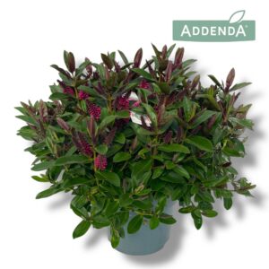 Hebe other green Donna Pink P23 Addenda®
(1 Plants/Order)(23cmP 45cmH)