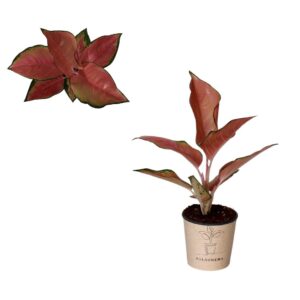 Aglaonema other Aglaonema `China Red`
(4 Plants/Order)(12cmP 30cmH)
