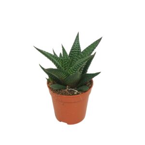 Haworthia limifolia 5,5 cm
(20 Plants/Order)(5.5cmP 8cmH)