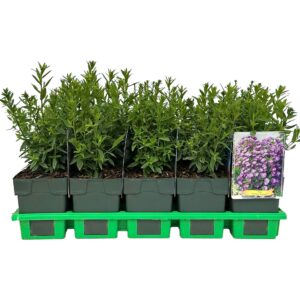 Aster Barbados' P11
(10 Plants/Order)(11cmP 25cmH)