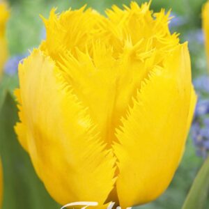 Droge Bulbs Tulipa Fringed Crystal Star x10 12/+
(10 Plants/Order)(20cmP 60cmH)