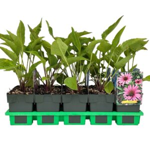 Echinacea purpurea Rubinstern
(10 Plants/Order)(11cmP 25cmH)