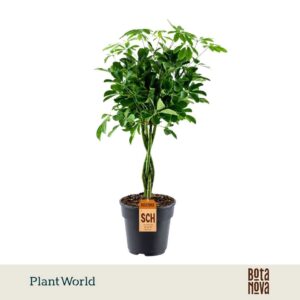 Schefflera Compacta (Nora) gevlochten stam
(3 Plants/Order)(21cmP 70cmH)