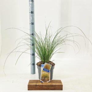 Carex testacea Prairie Fire Color G
(1 Plants/Order)(17cmP 35cmH)