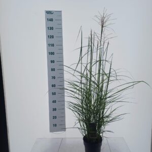 Miscanthus sinensis Ferner Osten
(1 Plants/Order)(19cmP 135cmH)
