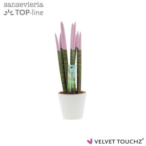 Sansevieria Cylindrica VELVET TOUCHZ® Pastel purple in Ceramics R'dam
(11 Plants/Order)(8.5cmP 32cmH)