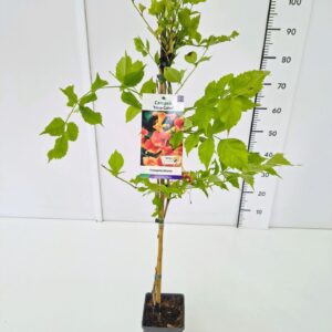 Campsis x tagliabuana Madame Galen Mme 80CMC2
(10 Plants/Order)(17cmP 100cmH)