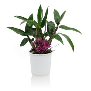 Dendrobium Hibiki Inca 2-3 trossen 9cm
(10 Plants/Order)(9cmP 18cmH)