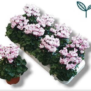 Cyclamen Metis Victoria Premium white pink
(8 Plants/Order)(10.5cmP 25cmH)