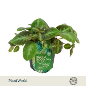 Episcia cupreata Neon Surprise Suprise 12cm
(8 Plants/Order)(12cmP 20cmH)