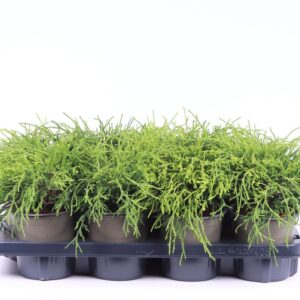 Chamaecyparis Sungold pisifera
(8 Plants/Order)(13cmP 25cmH)
