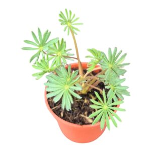 Oxalis Oxalis Palmifrons
(5 Plants/Order)(7cmP 10cmH)