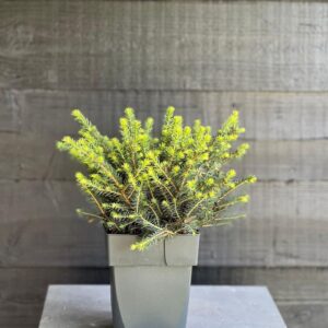 Picea omorika Karel
(6 Plants/Order)(17cmP 45cmH)